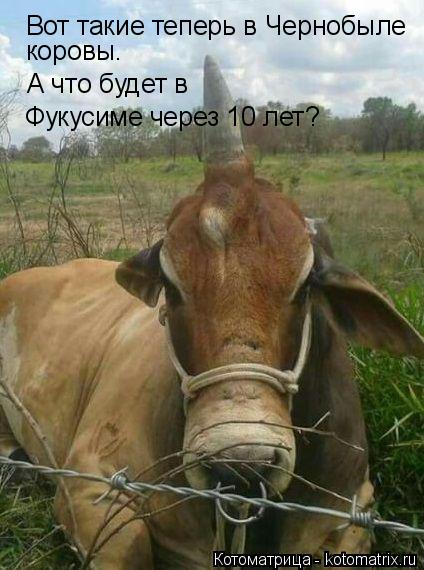 Вот такие теперь в Чернобыле коровы. А что будет в Фукусиме через 10 лет?... Котоматрица: Вот такие теперь в Чернобыле коровы. А что будет в Фукусиме через 10 лет?