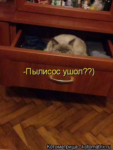 -Пылисос ушол??)... Котоматрица: -Пылисос ушол??)