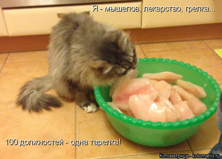 100 должностей - одна тарелка! Я - мышелов, лекарство, грелка...... Котоматрица: 100 должностей - одна тарелка! Я - мышелов, лекарство, грелка...