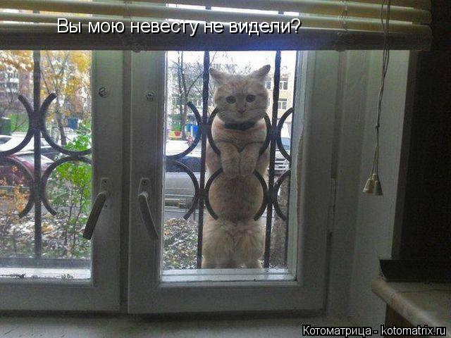 Вы мою невесту не видели?... Котоматрица: Вы мою невесту не видели?