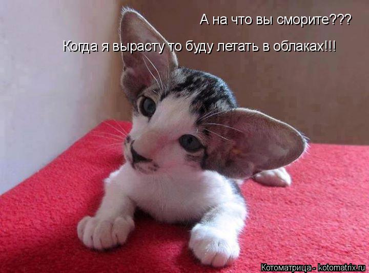 А на что вы сморите??? Когда я вырасту то буду летать в облаках!!!... Котоматрица: А на что вы сморите??? Когда я вырасту то буду летать в облаках!!!