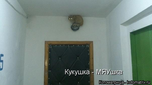 Кукушка - МЯУшка... Котоматрица: Кукушка - МЯУшка