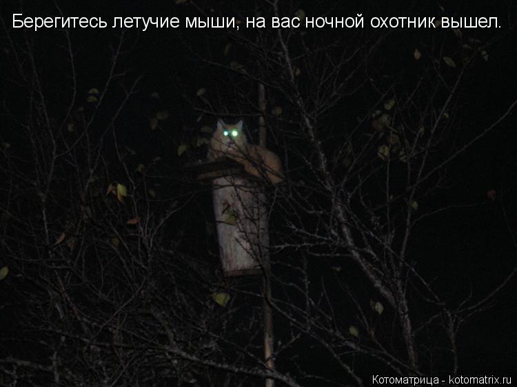 Берегитесь летучие мыши, на вас ночной охотник вышел.... Котоматрица: Берегитесь летучие мыши, на вас ночной охотник вышел.