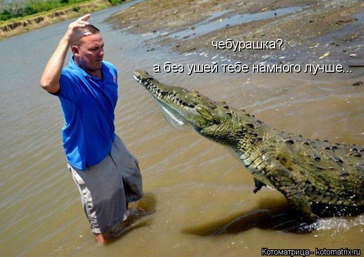 чебурашка? а без ушей тебе намного лучше...... Котоматрица: чебурашка? а без ушей тебе намного лучше...