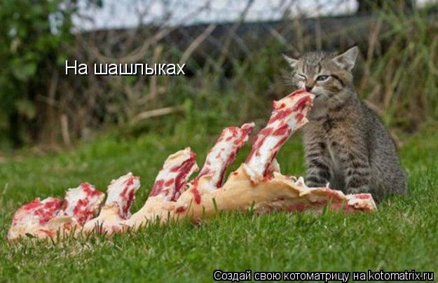 На шашлыках... Котоматрица: На шашлыках