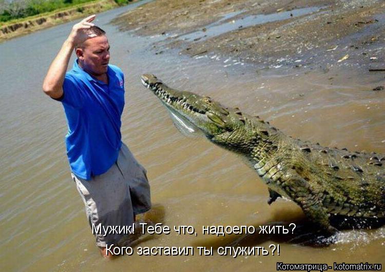 Мужик! Тебе что, надоело жить? Кого заставил ты служить?!... Котоматрица: Мужик! Тебе что, надоело жить? Кого заставил ты служить?!