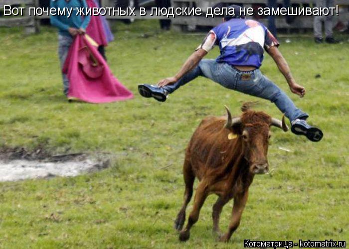 Вот почему животных в людские дела не замешивают!... Котоматрица: Вот почему животных в людские дела не замешивают!