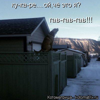 ку-ка-ре....ой,чё это я? гав-гав-гав!!!... Котоматрица: ку-ка-ре....ой,чё это я? гав-гав-гав!!!