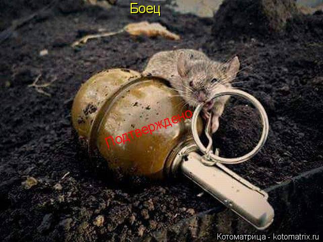 Боец Подтверждено... Котоматрица: Боец Подтверждено