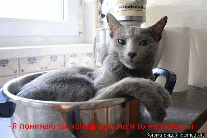 -Я понимаю ты хочеш есть но я то не вкусный... Котоматрица: -Я понимаю ты хочеш есть но я то не вкусный