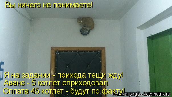 Вы ничего не понимаете! Я на задании - прихода тещи жду! Аванс - 5 котлет оприходовал. Оплата 45 котл... Котоматрица: Вы ничего не понимаете! Я на задании - прихода тещи жду! Аванс - 5 котлет оприходовал. Оплата 45 котлет - будут по факту!
