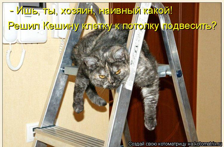 - Ишь, ты, хозяин, наивный какой! Решил Кешину клетку к потолку подвесить?... Котоматрица: - Ишь, ты, хозяин, наивный какой! Решил Кешину клетку к потолку подвесить?