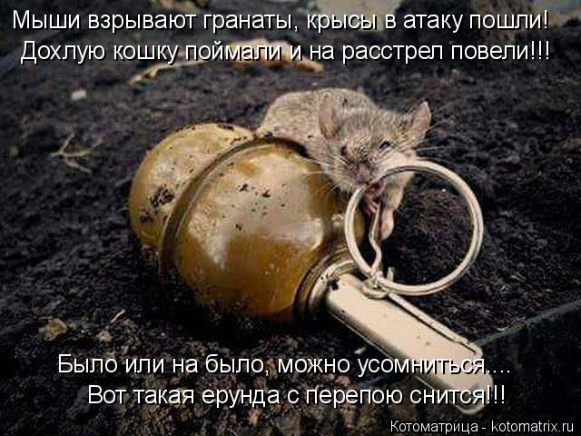 Дохлую кошку поймали и на расстрел повели!!! Вот такая ерунда с перепою снится!!! Мыши взрывают грана... Котоматрица: Дохлую кошку поймали и на расстрел повели!!! Вот такая ерунда с перепою снится!!! Мыши взрывают гранаты, крысы в атаку пошли! Было или на было,