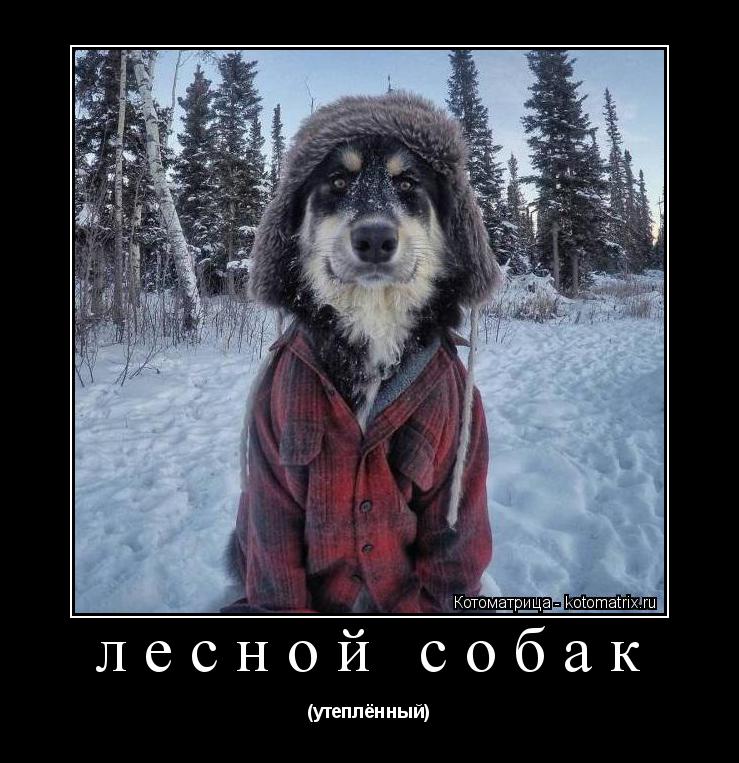 лесной собак (утеплённый)... Котоматрица: лесной собак (утеплённый)