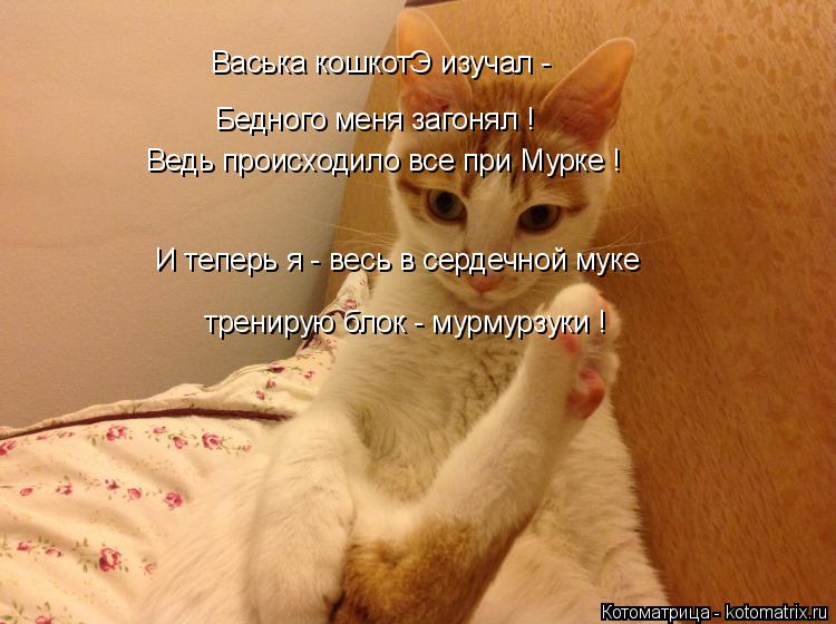Васька кошкотЭ изучал - Бедного меня загонял ! Ведь происходило все при Мурке ! И теперь я - весь в с... Котоматрица: Васька кошкотЭ изучал - Бедного меня загонял ! Ведь происходило все при Мурке ! И теперь я - весь в сердечной муке тренирую блок - мурмурзуки !