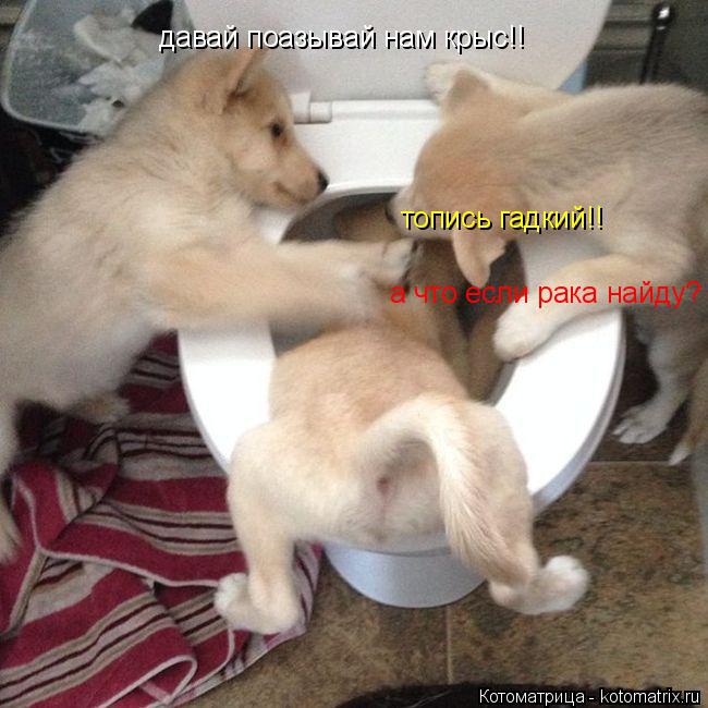 давай поазывай нам крыс!! топись гадкий!! а что если рака найду?... Котоматрица: давай поазывай нам крыс!! топись гадкий!! а что если рака найду?
