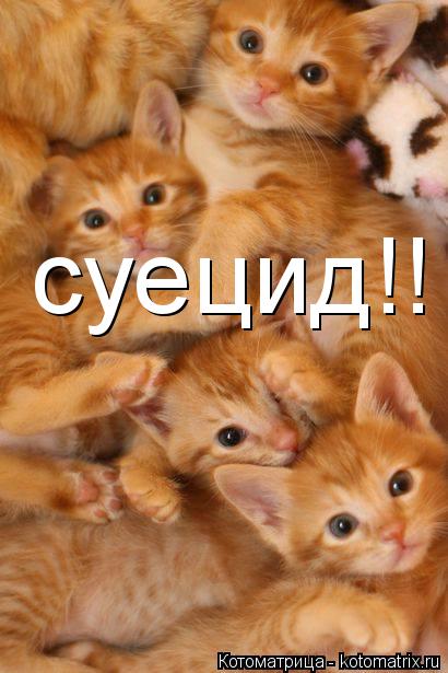 суецид!!... Котоматрица: суецид!!