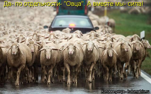 Да- по отдельности- "Овца". А вместе мы- сила!... Котоматрица: Да- по отдельности- "Овца". А вместе мы- сила!