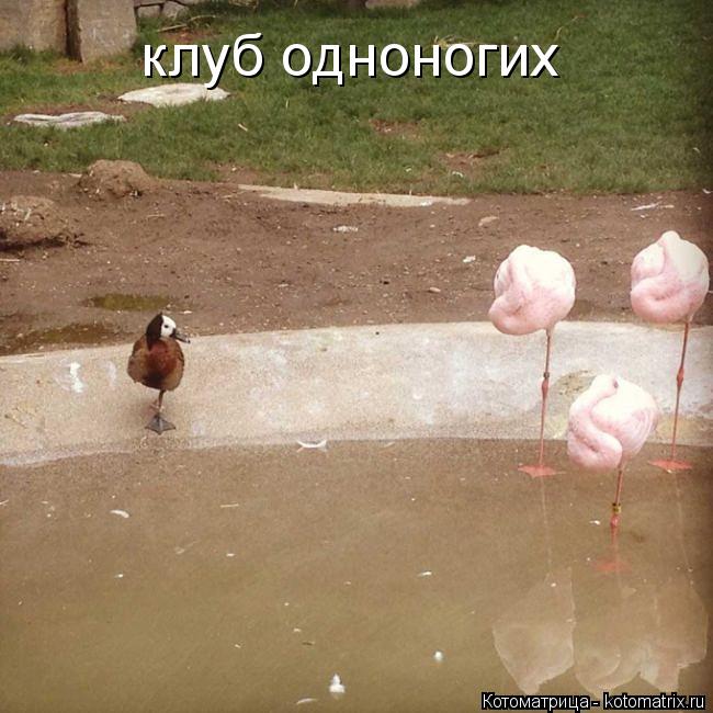клуб одноногих... Котоматрица: клуб одноногих
