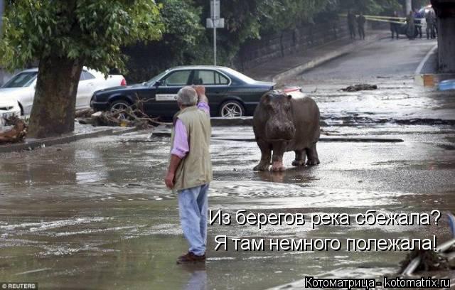 Я там немного полежала! Из берегов река сбежала?... Котоматрица: Я там немного полежала! Из берегов река сбежала?