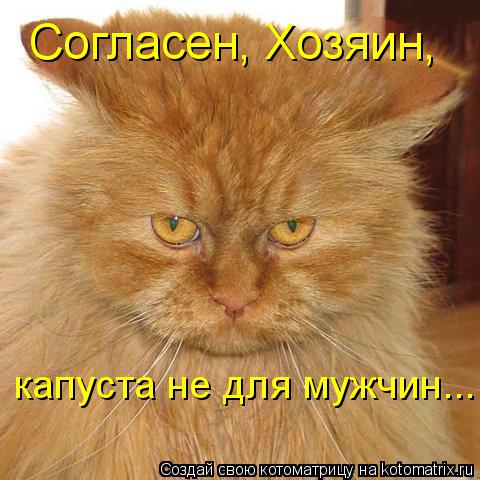 Согласен, Хозяин, капуста не для мужчин...... Котоматрица: Согласен, Хозяин, капуста не для мужчин...