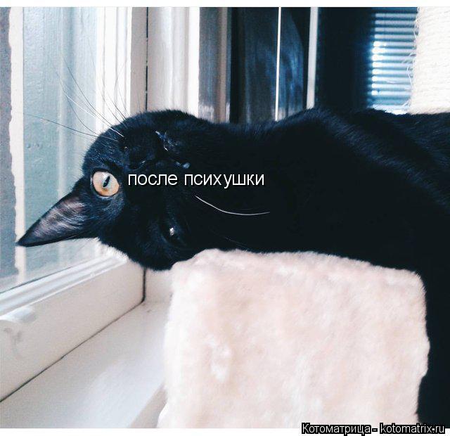 после психушки... Котоматрица: после психушки