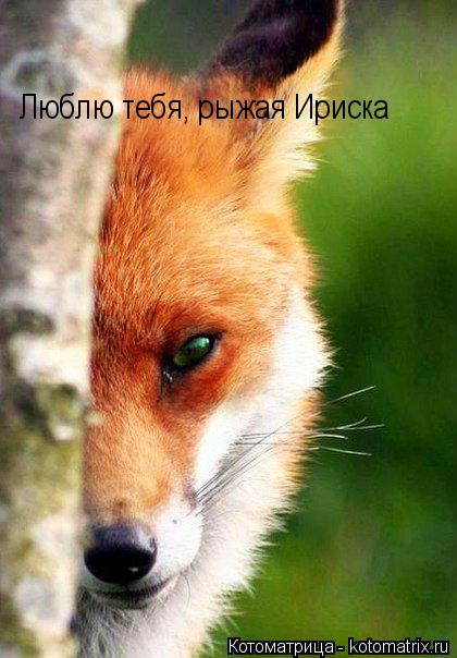 Люблю тебя, рыжая Ириска... Котоматрица: Люблю тебя, рыжая Ириска