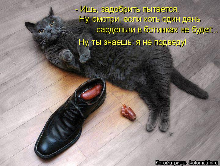 - Ишь, задобрить пытается. Ну, смотри, если хоть один день сардельки в ботинках не будет... Ну, ты зн... Котоматрица: - Ишь, задобрить пытается. Ну, смотри, если хоть один день сардельки в ботинках не будет... Ну, ты знаешь: я не подведу!