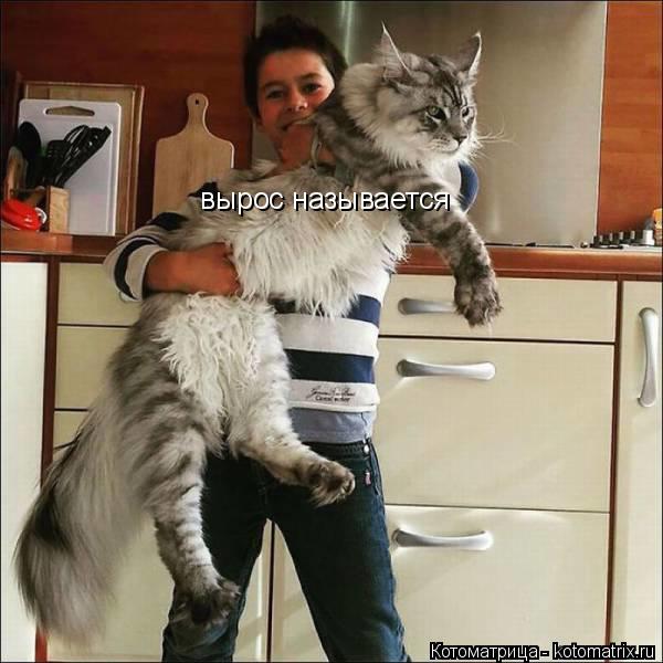 вырос называется... Котоматрица: вырос называется