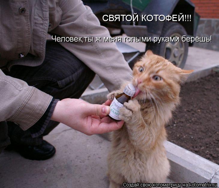 СВЯТОЙ КОТОФЕЙ!!! Человек,ты ж меня голыми руками берёшь!... Котоматрица: СВЯТОЙ КОТОФЕЙ!!! Человек,ты ж меня голыми руками берёшь!