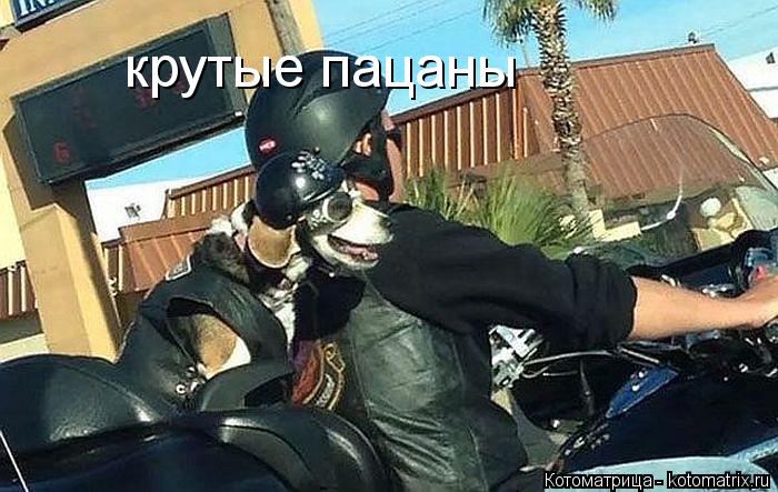 крутые пацаны... Котоматрица: крутые пацаны