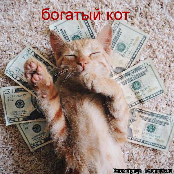 богатый кот... Котоматрица: богатый кот