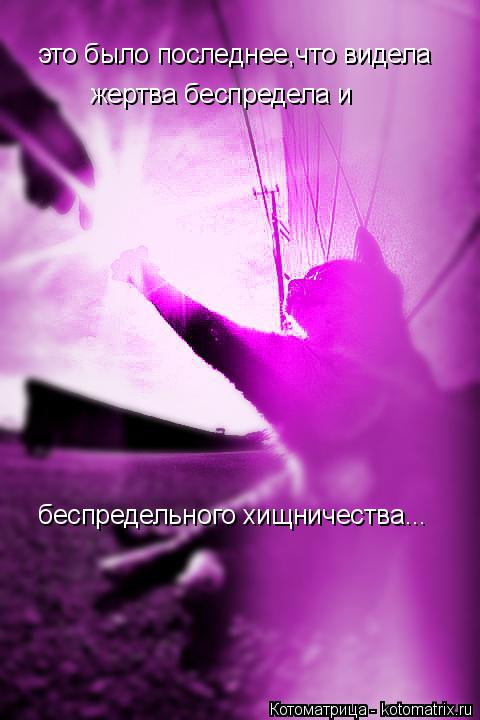 это было последнее,что видела жертва беспредела и беспредельного хищничества...... Котоматрица: это было последнее,что видела жертва беспредела и беспредельного хищничества...