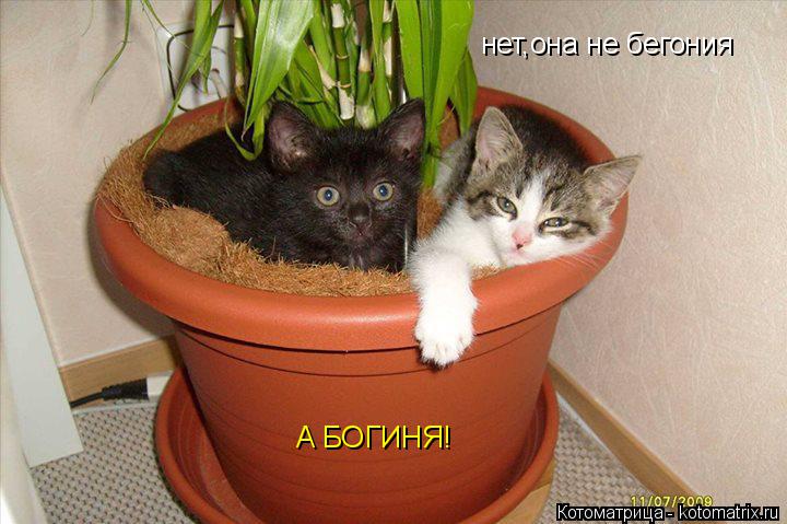 нет,она не бегония А БОГИНЯ!... Котоматрица: нет,она не бегония А БОГИНЯ!