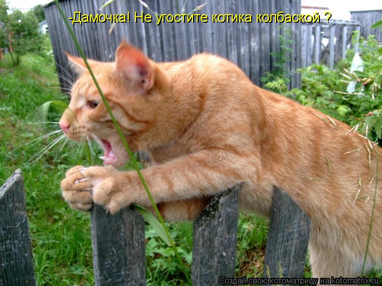-Дамочка! Не угостите котика колбаской ?... Котоматрица: -Дамочка! Не угостите котика колбаской ?