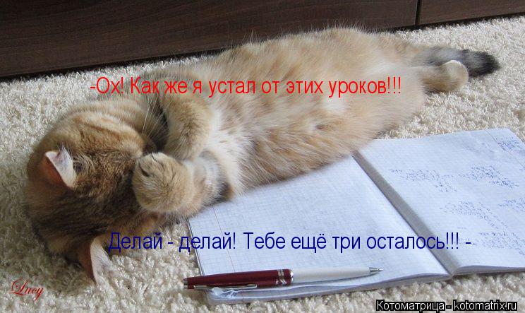 -Ох! Как же я устал от этих уроков!!! Делай - делай! Тебе ещё три осталось!!! -... Котоматрица: -Ох! Как же я устал от этих уроков!!! Делай - делай! Тебе ещё три осталось!!! -