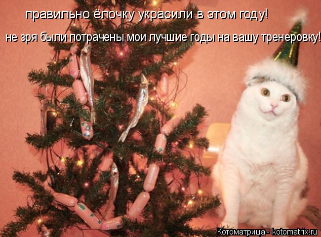 правильно ёлочку украсили в этом году! не зря были потрачены мои лучшие годы на вашу тренеровку!... Котоматрица: правильно ёлочку украсили в этом году! не зря были потрачены мои лучшие годы на вашу тренеровку!