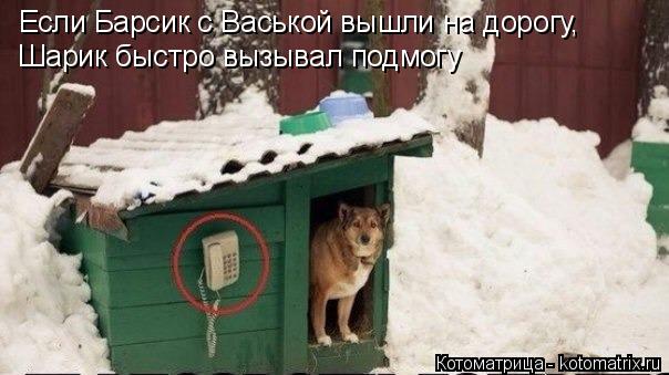 Если Барсик с Васькой вышли на дорогу, Шарик быстро вызывал подмогу... Котоматрица: Если Барсик с Васькой вышли на дорогу, Шарик быстро вызывал подмогу