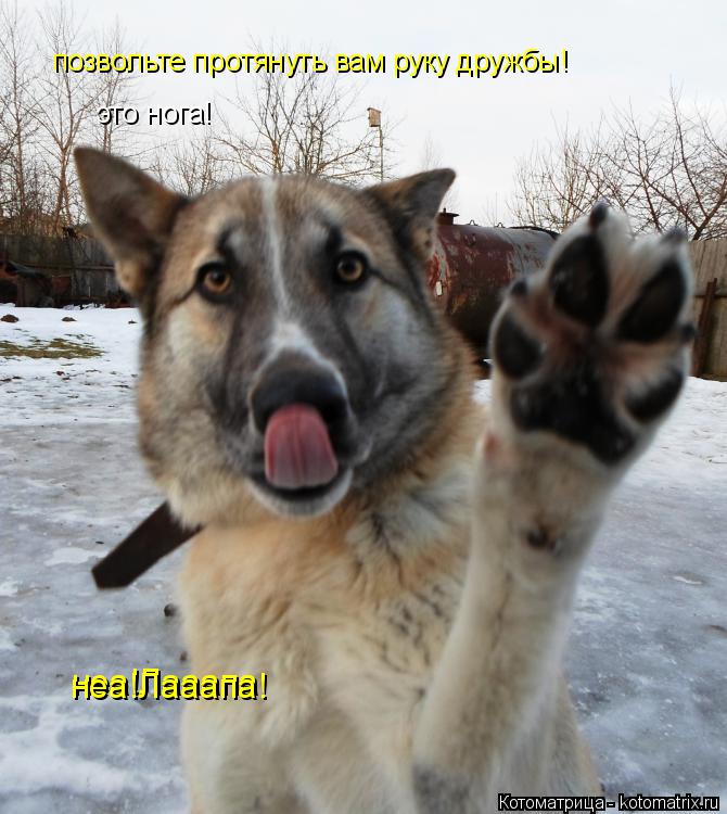 позвольте протянуть вам руку дружбы! это нога! неа!Лааапа неа!Лааапа!... Котоматрица: позвольте протянуть вам руку дружбы! это нога! неа!Лааапа неа!Лааапа!