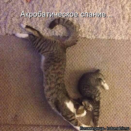 Акробатическое спание...... Котоматрица: Акробатическое спание...