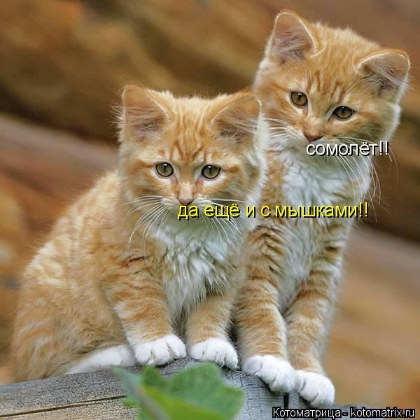 сомолёт!! да ещё и с мышками!!... Котоматрица: сомолёт!! да ещё и с мышками!!
