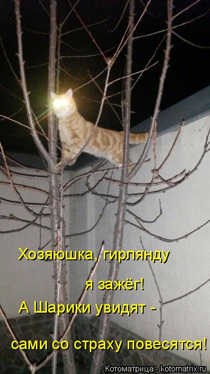Хозяюшка, гирлянду я зажёг! А Шарики увидят - сами со страху повесятся!... Котоматрица: Хозяюшка, гирлянду я зажёг! А Шарики увидят - сами со страху повесятся!