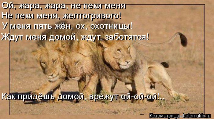 Ой, жара, жара, не пеки меня Не пеки меня, желтогривого! У меня пять жён, ох, охотницы! Ждут меня дом... Котоматрица: Ой, жара, жара, не пеки меня Не пеки меня, желтогривого! У меня пять жён, ох, охотницы! Ждут меня домой, ждут, заботятся! Как придёшь домой, вреж