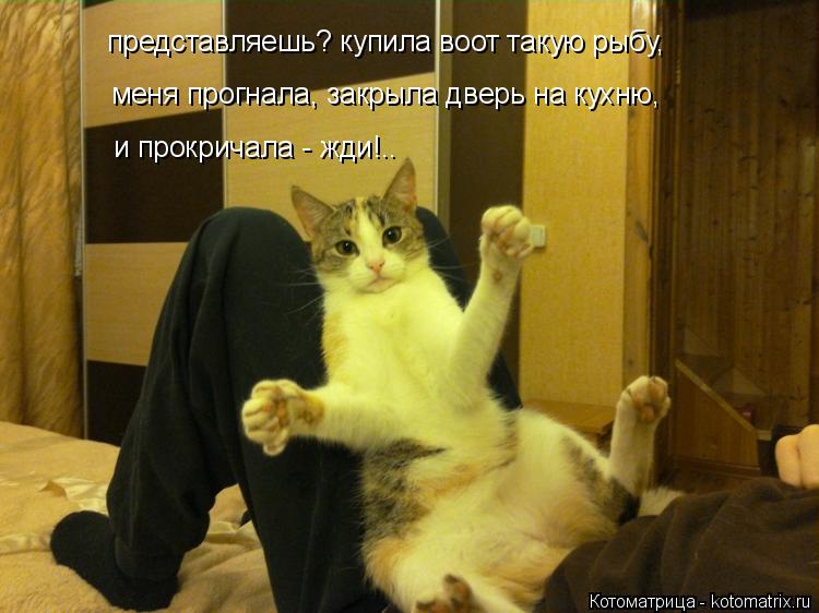 представляешь? купила воот такую рыбу, меня прогнала, закрыла дверь на кухню, и прокричала - жди!..... Котоматрица: представляешь? купила воот такую рыбу, меня прогнала, закрыла дверь на кухню, и прокричала - жди!..