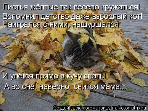 Листья жёлтые так весело кружаться! Вспомнил детство даже взрослый кот! Наигрался с ними, нашуршался ... Котоматрица: Листья жёлтые так весело кружаться! Вспомнил детство даже взрослый кот! Наигрался с ними, нашуршался И улёгся прямо в кучу спать! А во сне, н