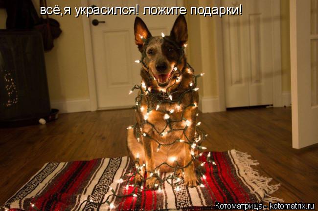 всё,я украсился! ложите подарки!... Котоматрица: всё,я украсился! ложите подарки!