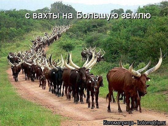 с вахты на Большую землю... Котоматрица: с вахты на Большую землю