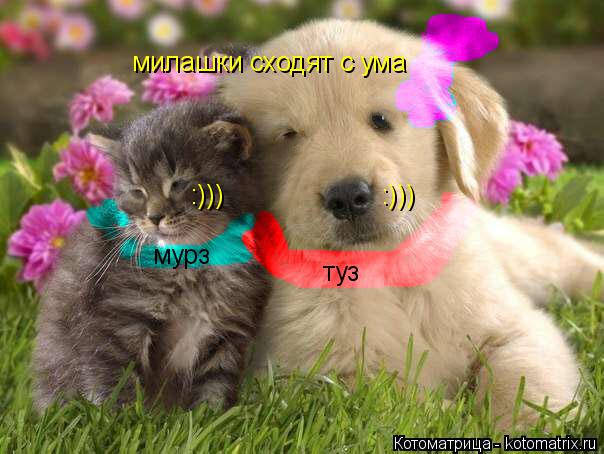 милашки сходят с ума :))) :))) туз мурз... Котоматрица: милашки сходят с ума :))) :))) туз мурз