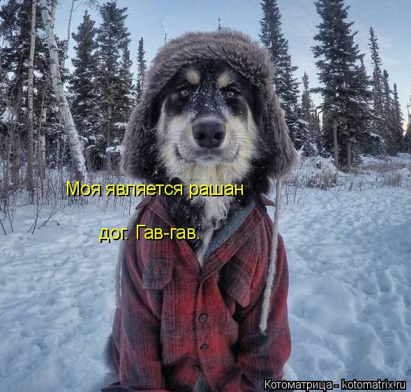 Моя является рашан дог. Гав-гав.... Котоматрица: Моя является рашан дог. Гав-гав.