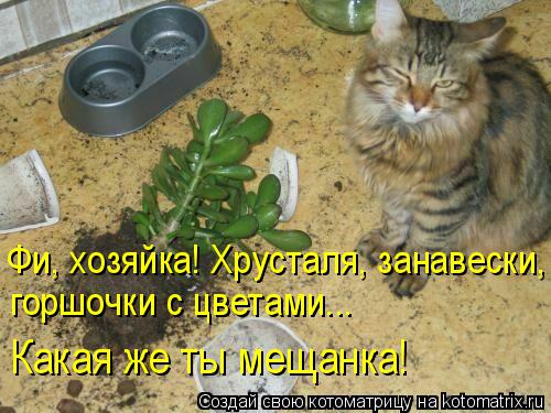 Фи, хозяйка! Хрусталя, занавески, горшочки с цветами... Какая же ты мещанка!... Котоматрица: Фи, хозяйка! Хрусталя, занавески, горшочки с цветами... Какая же ты мещанка!